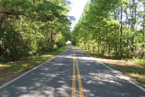 Long road with overhanging trees